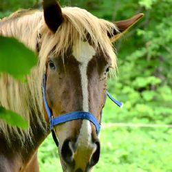 Veterináře zranila kobyla při inseminaci