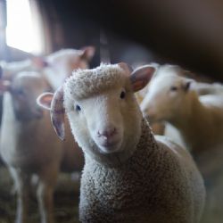 Veterináři řešili v kraji loni ptačí chřipku i klusavku u ovcí