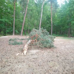 Vítr lámal stromy v lesích i parcích v Plzni. Buďte obezřetní