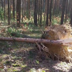 Vítr ničil stromy v městských lesích v Plzni. Lidé by měli chodit jen po cestách 