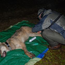 Vlci pod drobnohledem – zoologové nonstop sledují jejich pohyb na Šumavě
