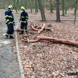 Vyvrácený strom hrozil ve Špitálském lese pádem na stezku