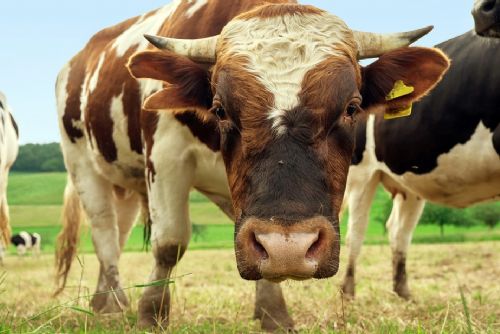 Foto: Z pastviny u Dílů ukradli dvousetkilového býčka