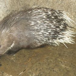 Z plzeňské zoo utekl dikobraz, chytili ho u Chotíkova