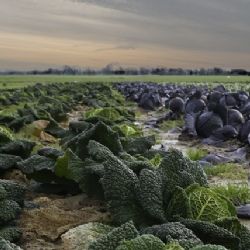 Z polí na Plzeňsku mizí brambory, zelí nebo cibule