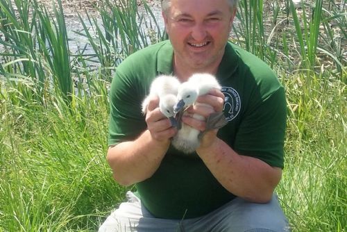 Foto: Zachráněná labuťata z Holoubkovského rybníka jsou zpátky u rodiny