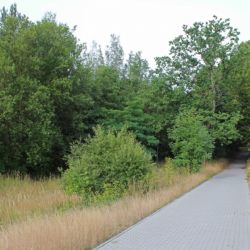 ZČU revitalizuje náletový lesopark v kampusu