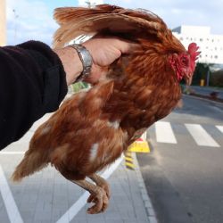 Ze statku na Roudné utekla do fakultní nemocnice slepice,  chytali ji pacienti v županech 
