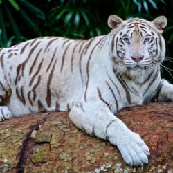 Krajští radní schválili příspěvky zoologickým zahradám