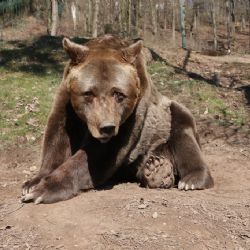 Zemřel nejstarší medvěd zoo Pišta 