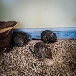 Žena našla na Vinicích u kontejnerů klec s opuštěnými osmáky