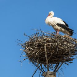 Zhruba dvě desítky hnízd už v kraji obsadili čápi, nejde ale o ´Afričany´