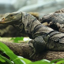 Zoo chová vzácné varany, chce je množit