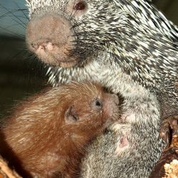 Zoo má další přírůstek - mládě dikobraze kuandu