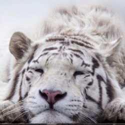 Zoo Plasy dostane 150 tisíc na udržení chodu v zimě