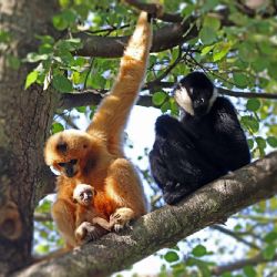 Zoo Plzeň láká na mláďata opic a vyhlíží bezhřívé zebry