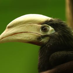 Zoo Plzeň má nového zoborožce běloocasého. Přijel z Wroclawi