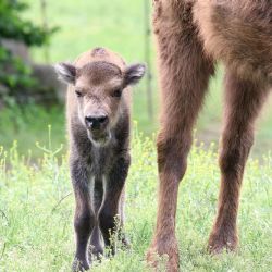 Zoo Plzeň má nový přírůstek - malou zubřici Onicu