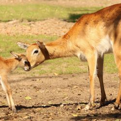 Zoo Plzeň má ve výběhu antilopu vodušku červenou s číslem 100