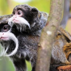 Zoo Plzeň navštívilo loni 377 tisíc návštěvníků, o čtvrtinu méně než v roce 2019