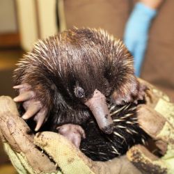 Zoo Plzeň uspěla v soutěži Bílý slon se dvěma odchovy