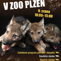 Zoo Plzeň zve na páteční Den o vlcích