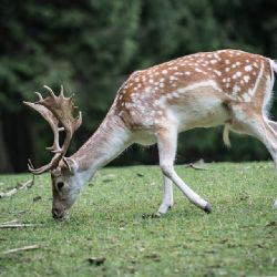 Zraněného daňka u Budětic museli utratit