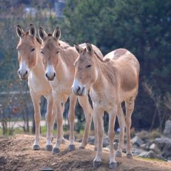 Zvířata v plzeňské zoo si užívají klid