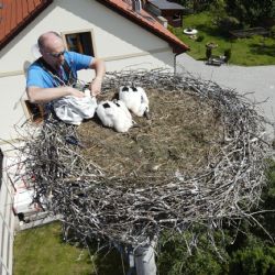 Zvířecí záchranáři dali v kraji k adopci deset čapích mláďat