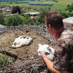 Zvířecí záchranáři na Domažlicku realizovali adopci čapích mláďat