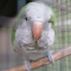 Zvířecí záchranáři nabízejí papouška a hada