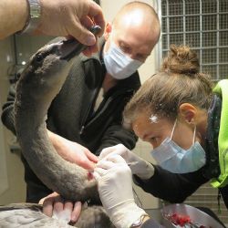 Zvířecí záchranáři operovali labuť chycenou na háček