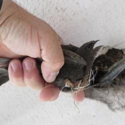 Zvířecí záchranáři pomáhali rorýsům v plzeňském obchodním centru