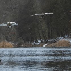 Zvířecí záchranáři sčítali na Berounce vodní ptáky, počty klesají