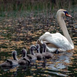 Zvířecí záchranáři se ptají: Zůstane Pekelný rybník rájem živočichů?