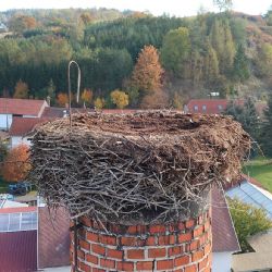 Zvířecí záchranáři snížili čapí hnízdo v Žihobcích