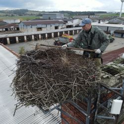 Zvířecí záchranáři snižovali čapí hnízdo v Draženově