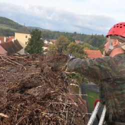 Zvířecí záchranáři upravovali čapí hnízdo v Horažďovicích