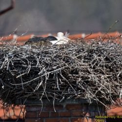 Zvířecí záchranáři už mají čapí ´velikonoční vajíčka´