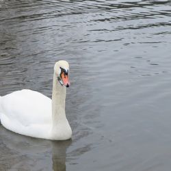 Zvířecí záchranáři vyndali labuti z Berounky háček ze zobáku