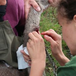 Zvířecí záchranáři z Plzně a Rokycan vyndavali malé labuti rybářský háček z krku