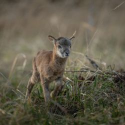 Zvířecí záchranáři z Plzně apelují: Nezachraňujte mláďata!