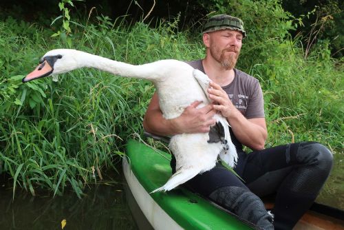 Foto: Zvířecí záchranáři z Plzně mají na kontě 4,5 tisíce okroužkovaných labutí
