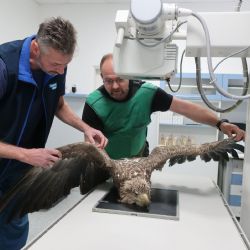 Zvířecí záchranáři z Plzně získají novou stanici