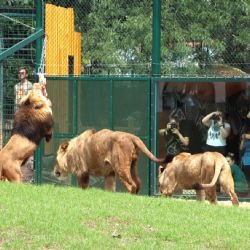 Oplocení Expozice pro Lvy Berberské - ZOO Plzeň