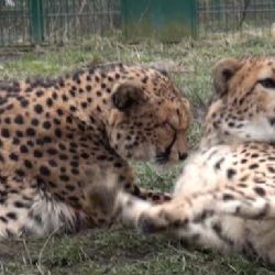 PLZEŇSKÁ 1: Khalid a Rayan si užívají zimu v plzeňské Zoo