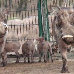 PLZEŇSKÁ 1: Prasátka savanová se v Zoo opět rozmnožila
