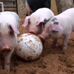 PLZEŇSKÁ 1: Prasátka v plzeňské Zoo pilně nacvičují na fotbalové zápasy