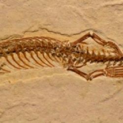 Archeologové objevili fosilii čtyřnohého suchozemského hada