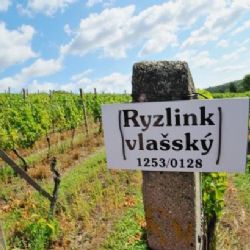 České víno, a přesto z dovozu? Brzy minulost, slibuje ministerstvo